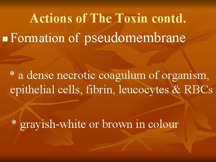 Actions of The Toxin contd. n Formation of pseudomembrane * a dense necrotic coagulum