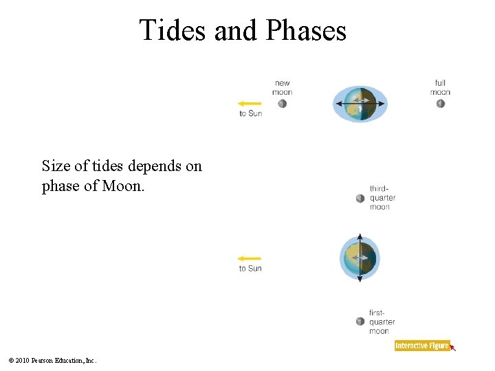 Tides and Phases Size of tides depends on phase of Moon. © 2010 Pearson