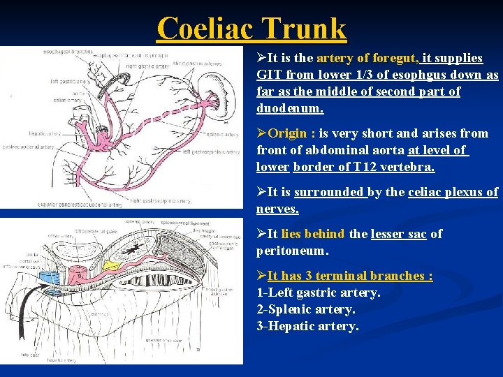 Coeliac Trunk ØIt is the artery of foregut, it supplies GIT from lower 1/3