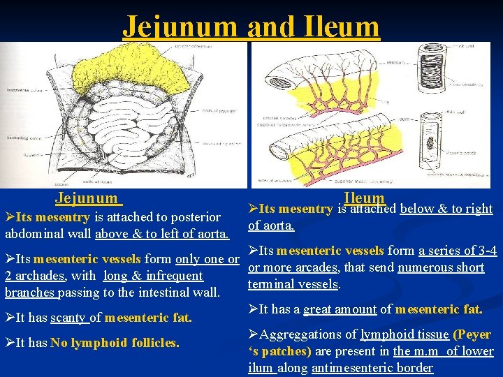 Jejunum and Ileum Jejunum ØIts mesentry is attached to posterior abdominal wall above &