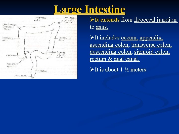 Large Intestine ØIt extends from ileocecal junction to anus. ØIt includes cecum, appendix, ascending