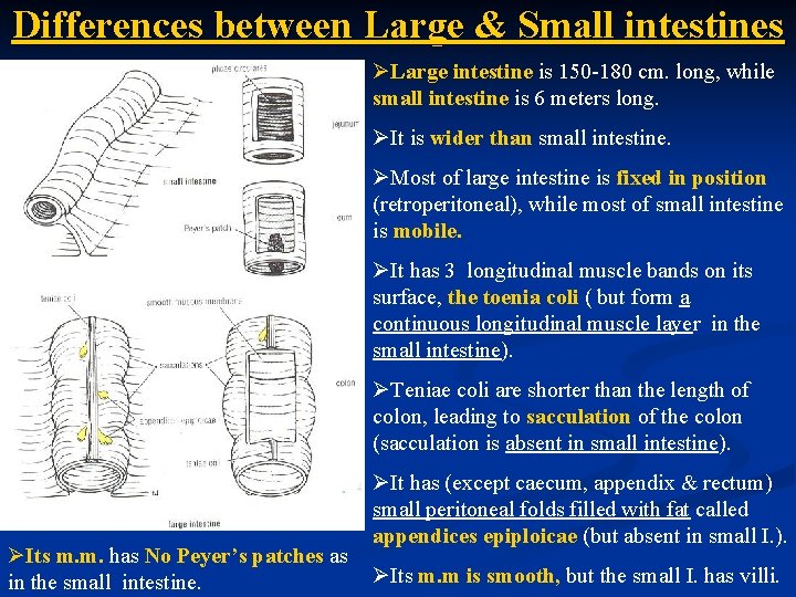 Differences between Large & Small intestines ØLarge intestine is 150 -180 cm. long, while