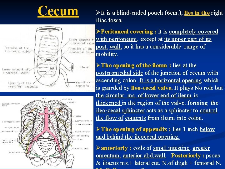 Cecum ØIt is a blind-ended pouch (6 cm. ), lies in the right iliac