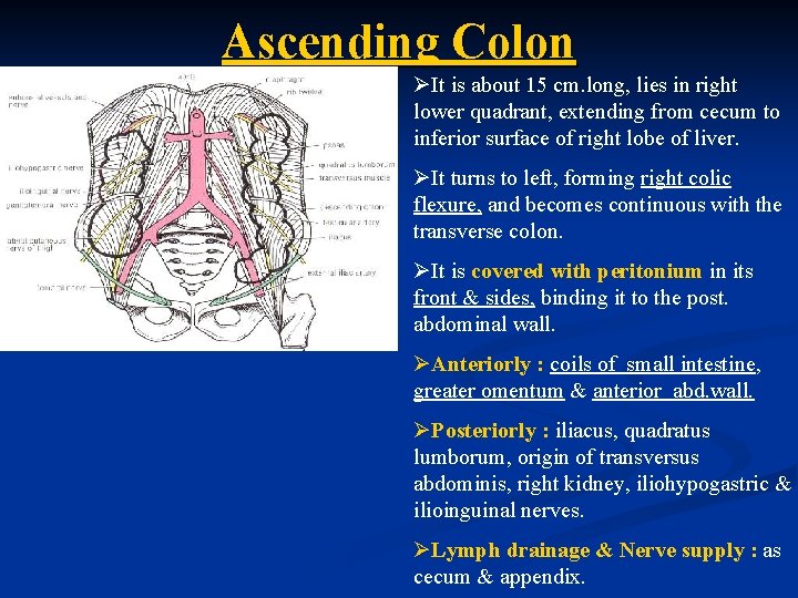 Ascending Colon ØIt is about 15 cm. long, lies in right lower quadrant, extending