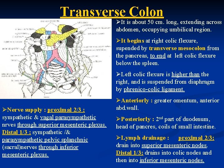 Transverse Colon ØIt is about 50 cm. long, extending across abdomen, occupying umbilical region.