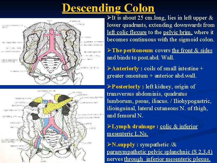 Descending Colon ØIt is about 25 cm. long, lies in left upper & lower