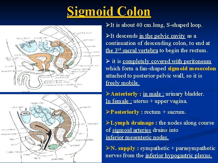 Sigmoid Colon ØIt is about 40 cm. long, S-shaped loop. ØIt descends in the