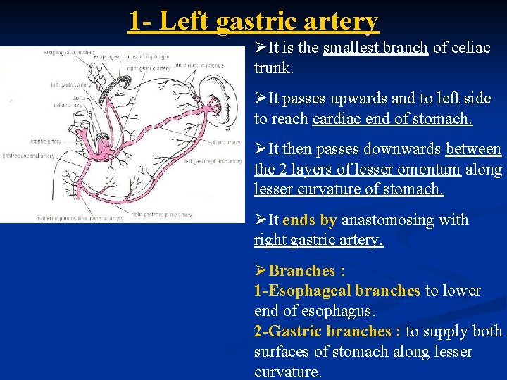 1 - Left gastric artery ØIt is the smallest branch of celiac trunk. ØIt