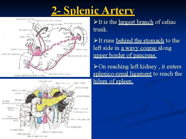 2 - Splenic Artery ØIt is the largest branch of celiac trunk. ØIt runs