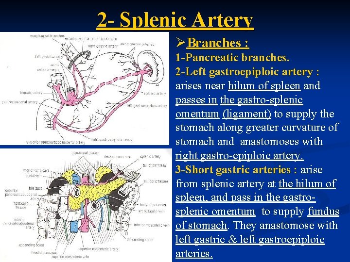 2 - Splenic Artery ØBranches : 1 -Pancreatic branches. 2 -Left gastroepiploic artery :