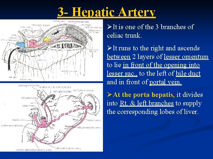 3 - Hepatic Artery ØIt is one of the 3 branches of celiac trunk.