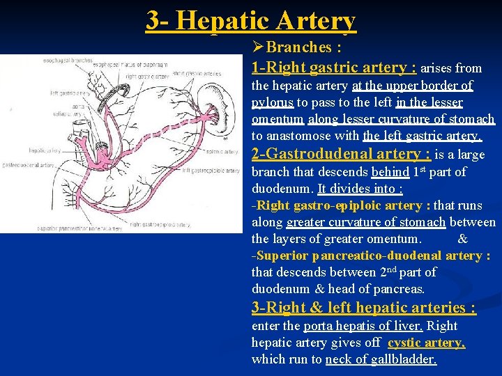 3 - Hepatic Artery ØBranches : 1 -Right gastric artery : arises from the