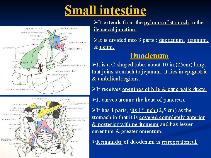 Small intestine ØIt extends from the pylorus of stomach to the ileocecal junction. ØIt