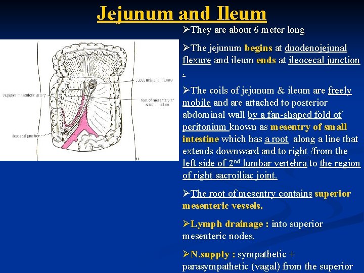 Jejunum and Ileum ØThey are about 6 meter long ØThe jejunum begins at duodenojejunal