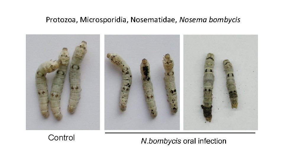 Protozoa, Microsporidia, Nosematidae, Nosema bombycis Control 