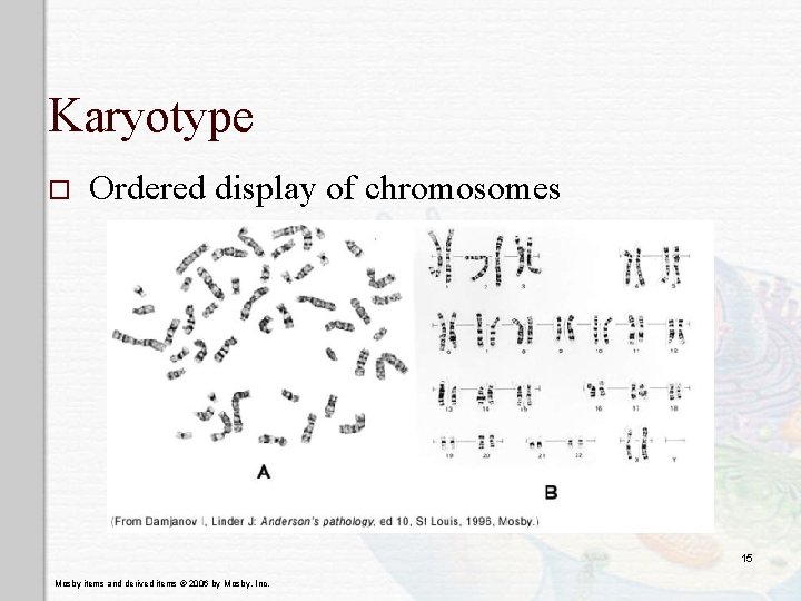 Karyotype o Ordered display of chromosomes 15 Mosby items and derived items © 2006