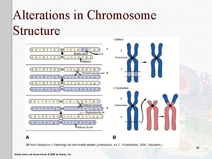 Alterations in Chromosome Structure 34 Mosby items and derived items © 2006 by Mosby,