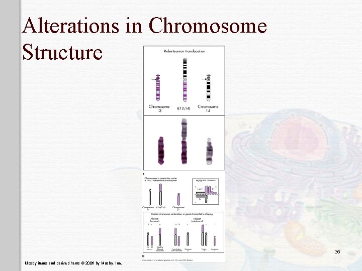 Alterations in Chromosome Structure 35 Mosby items and derived items © 2006 by Mosby,