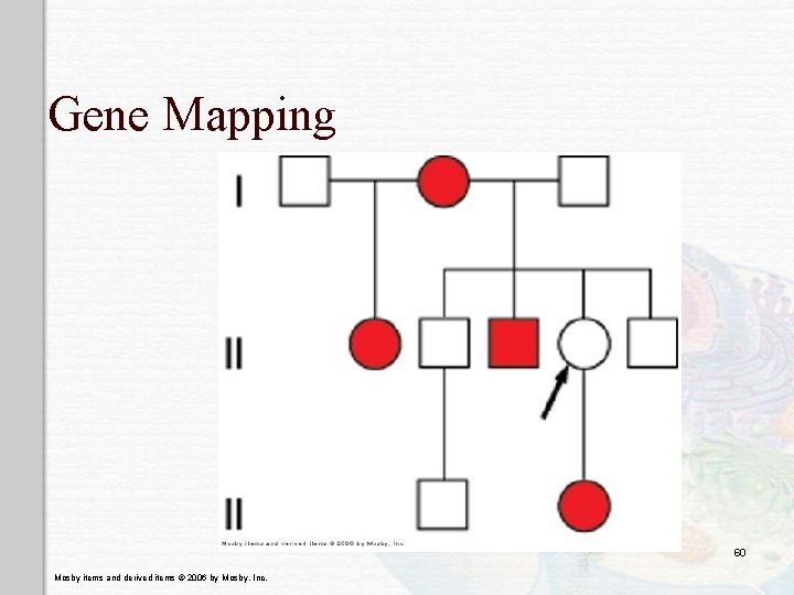 Gene Mapping 60 Mosby items and derived items © 2006 by Mosby, Inc. 