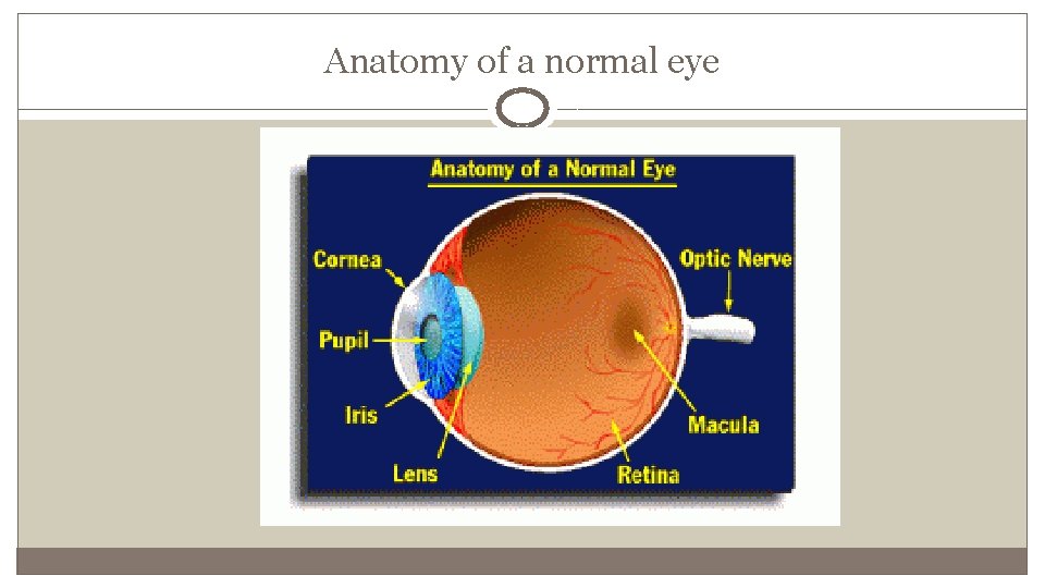 Anatomy of a normal eye 