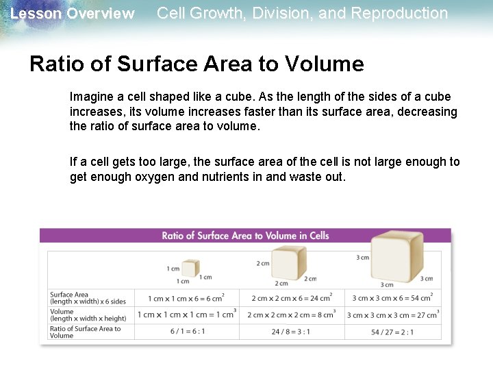 Lesson Overview Cell Growth, Division, and Reproduction Ratio of Surface Area to Volume Imagine