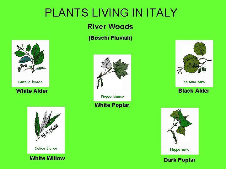 PLANTS LIVING IN ITALY River Woods (Boschi Fluviali) Black Alder White Poplar White Willow