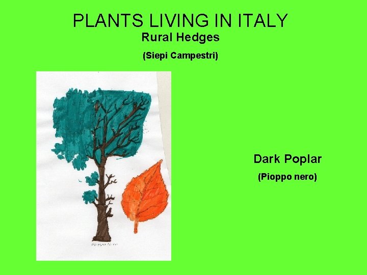 PLANTS LIVING IN ITALY Rural Hedges (Siepi Campestri) Dark Poplar (Pioppo nero) 