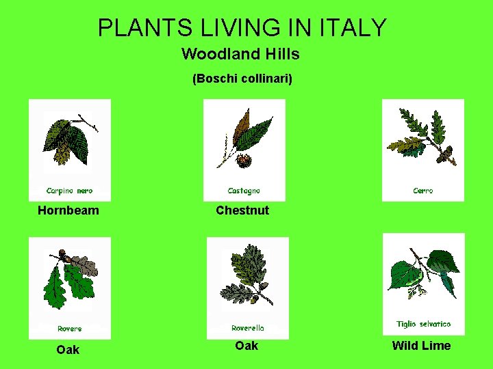 PLANTS LIVING IN ITALY Woodland Hills (Boschi collinari) Hornbeam Oak Chestnut Oak Wild Lime