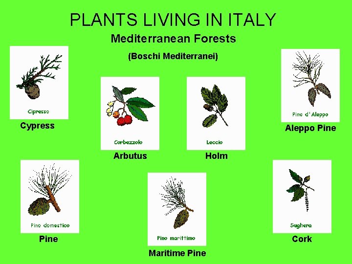 PLANTS LIVING IN ITALY Mediterranean Forests (Boschi Mediterranei) Cypress Aleppo Pine Arbutus Holm Pine