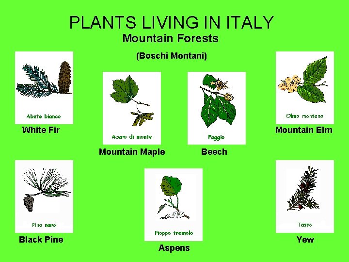 PLANTS LIVING IN ITALY Mountain Forests (Boschi Montani) White Fir Mountain Elm Mountain Maple