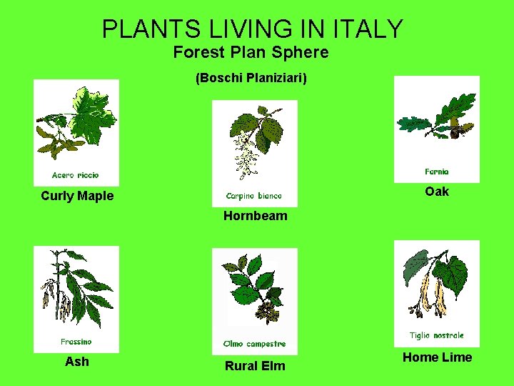 PLANTS LIVING IN ITALY Forest Plan Sphere (Boschi Planiziari) Oak Curly Maple Hornbeam Ash