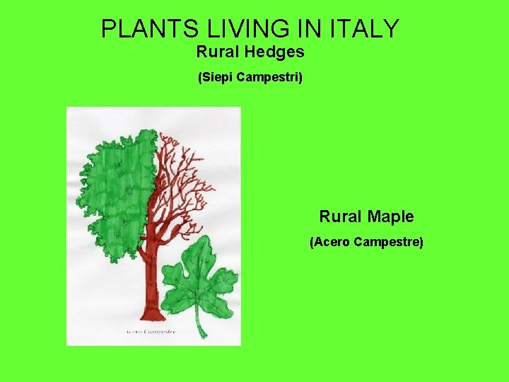 PLANTS LIVING IN ITALY Rural Hedges (Siepi Campestri) Rural Maple (Acero Campestre) 