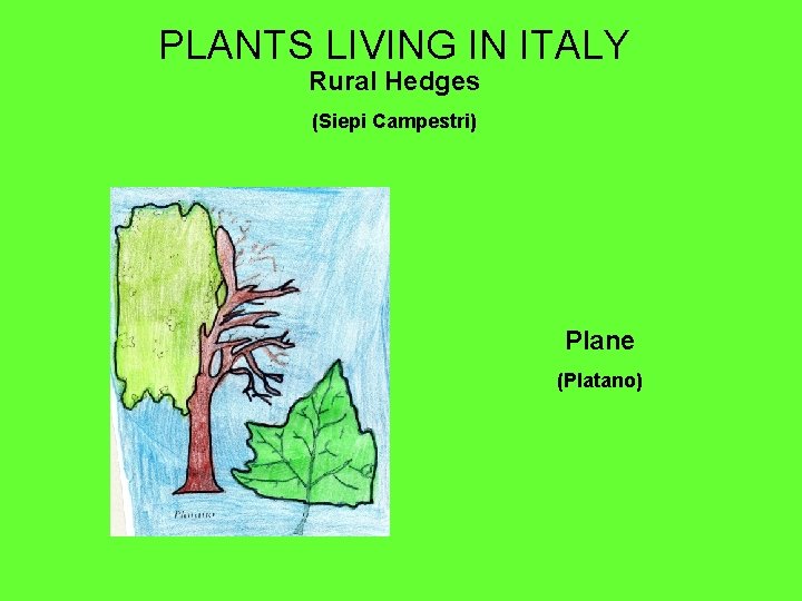 PLANTS LIVING IN ITALY Rural Hedges (Siepi Campestri) Plane (Platano) 