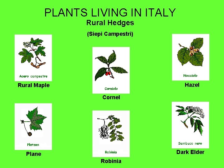 PLANTS LIVING IN ITALY Rural Hedges (Siepi Campestri) Hazel Rural Maple Cornel Dark Elder