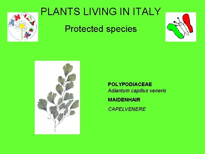 PLANTS LIVING IN ITALY Protected species POLYPODIACEAE Adiantum capillus veneris MAIDENHAIR CAPELVENERE 