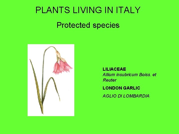 PLANTS LIVING IN ITALY Protected species LILIACEAE Allium insubricum Boiss. et Reuter LONDON GARLIC