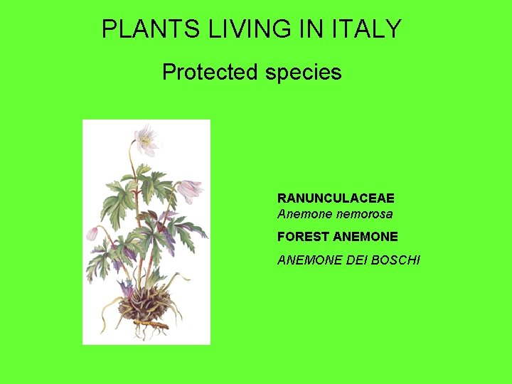 PLANTS LIVING IN ITALY Protected species RANUNCULACEAE Anemone nemorosa FOREST ANEMONE DEI BOSCHI 