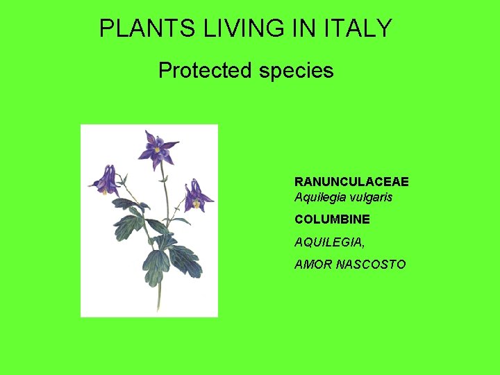 PLANTS LIVING IN ITALY Protected species RANUNCULACEAE Aquilegia vulgaris COLUMBINE AQUILEGIA, AMOR NASCOSTO 