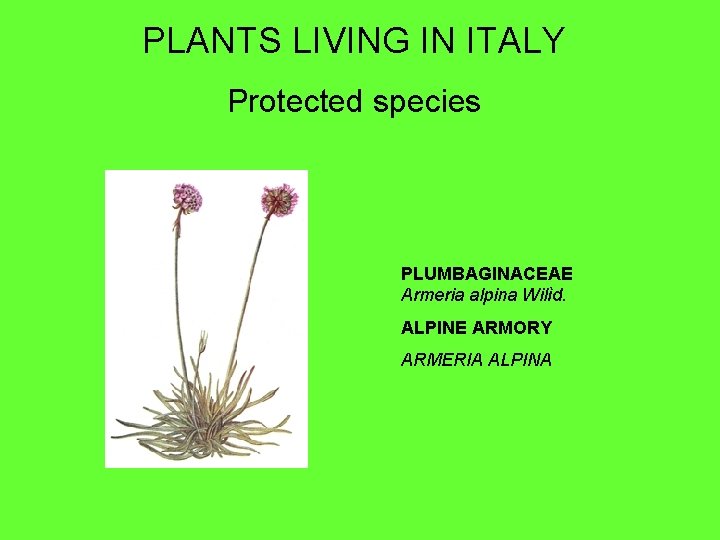 PLANTS LIVING IN ITALY Protected species PLUMBAGINACEAE Armeria alpina Wilìd. ALPINE ARMORY ARMERIA ALPINA