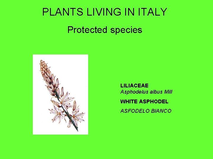 PLANTS LIVING IN ITALY Protected species LILIACEAE Asphodelus albus Mill WHITE ASPHODEL ASFODELO BIANCO