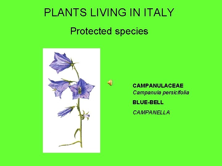 PLANTS LIVING IN ITALY Protected species CAMPANULACEAE Campanula persicifolìa BLUE-BELL CAMPANELLA 