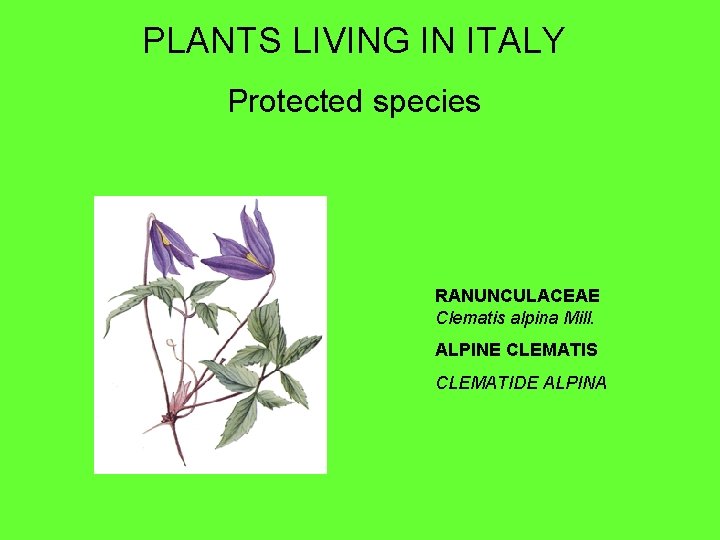 PLANTS LIVING IN ITALY Protected species RANUNCULACEAE Clematis alpina Mill. ALPINE CLEMATIS CLEMATIDE ALPINA