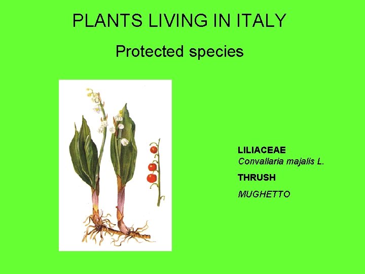 PLANTS LIVING IN ITALY Protected species LILIACEAE Convallaria majalis L. THRUSH MUGHETTO 