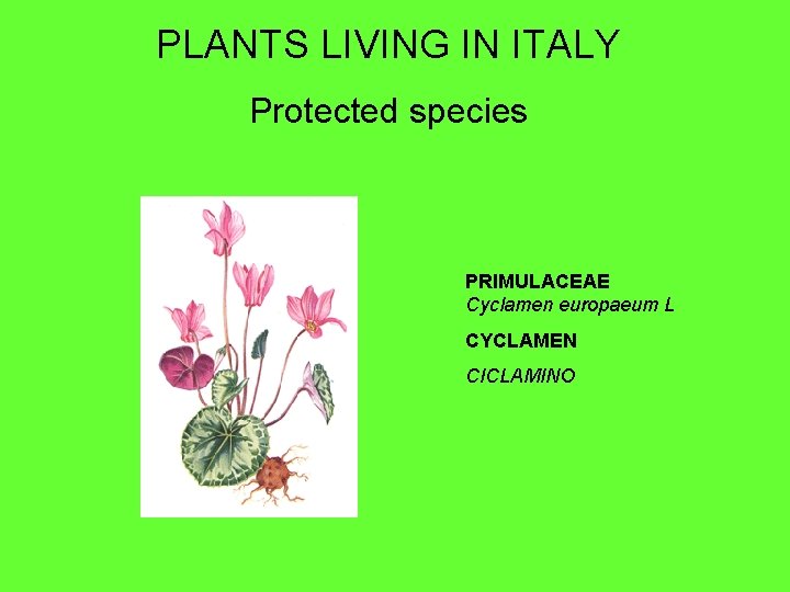 PLANTS LIVING IN ITALY Protected species PRIMULACEAE Cyclamen europaeum L CYCLAMEN CICLAMINO 