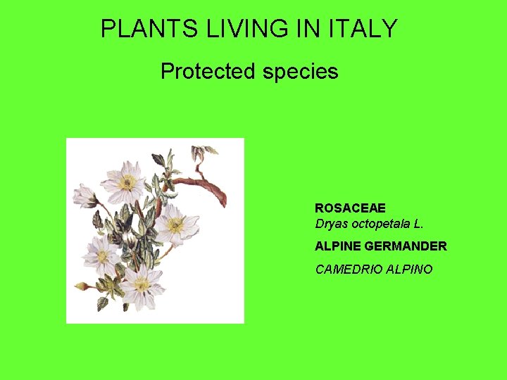 PLANTS LIVING IN ITALY Protected species ROSACEAE Dryas octopetala L. ALPINE GERMANDER CAMEDRIO ALPINO