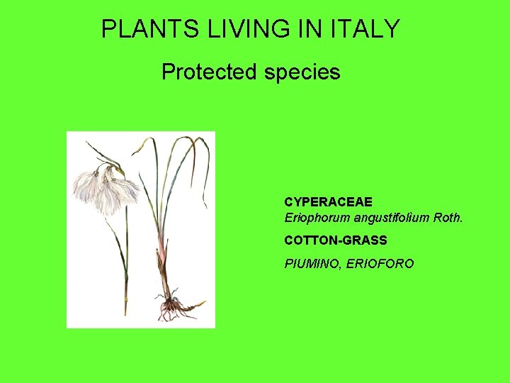 PLANTS LIVING IN ITALY Protected species CYPERACEAE Eriophorum angustifolìum Roth. COTTON-GRASS PIUMINO, ERIOFORO 