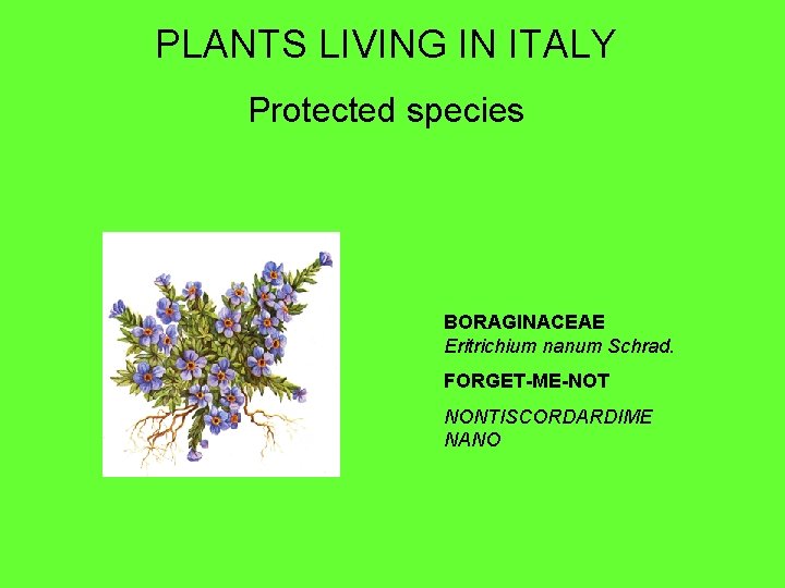 PLANTS LIVING IN ITALY Protected species BORAGINACEAE Eritrichium nanum Schrad. FORGET-ME-NOT NONTISCORDARDIME NANO 
