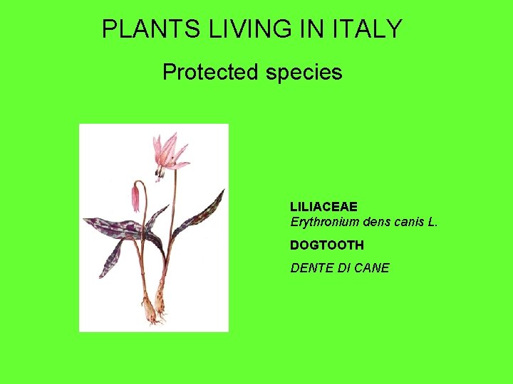 PLANTS LIVING IN ITALY Protected species LILIACEAE Erythronium dens canis L. DOGTOOTH DENTE DI