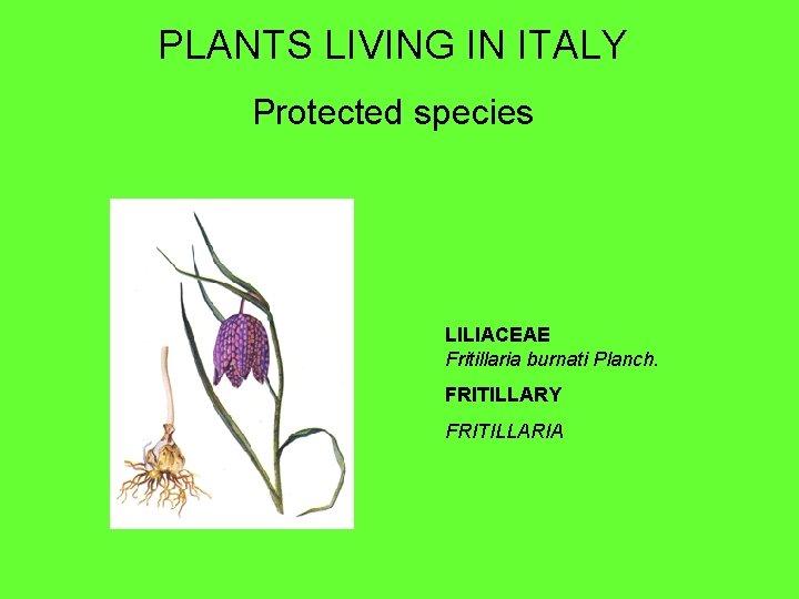 PLANTS LIVING IN ITALY Protected species LILIACEAE Fritillaria burnati Planch. FRITILLARY FRITILLARIA 