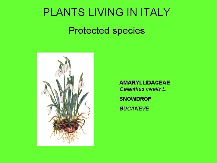 PLANTS LIVING IN ITALY Protected species AMARYLLIDACEAE Galanthus nivalis L. SNOWDROP BUCANEVE 